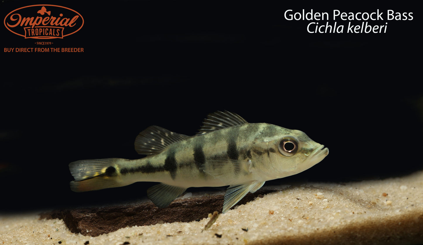 24k Golden Peacock Bass