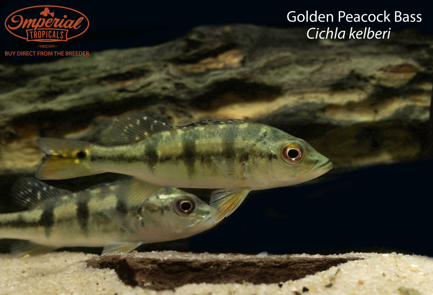 24k Golden Peacock Bass