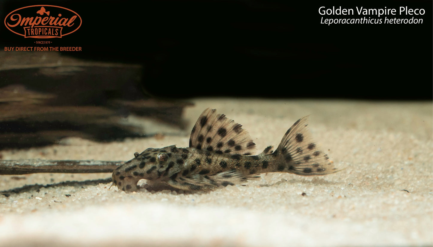 Golden Vampire Pleco