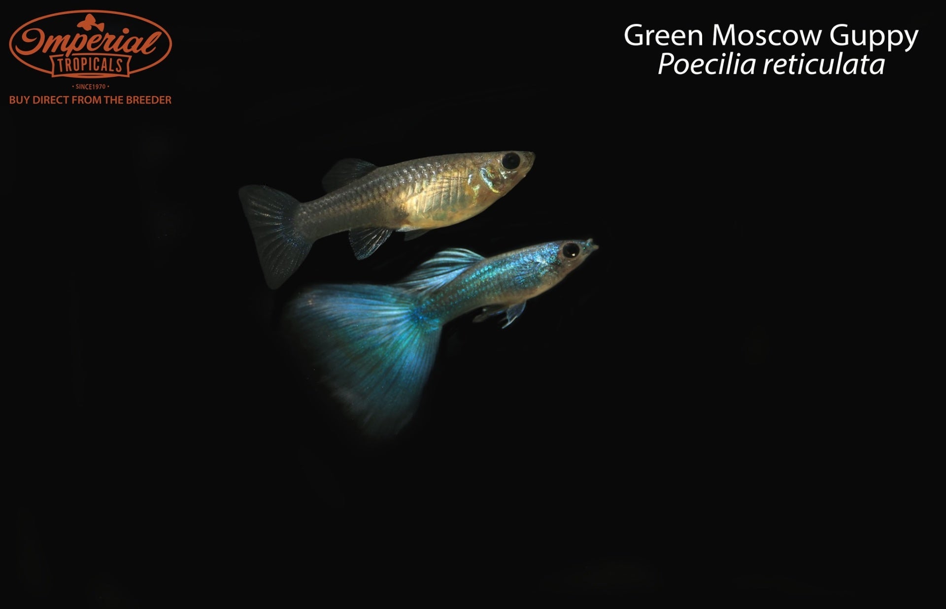 Green Moscow Guppy