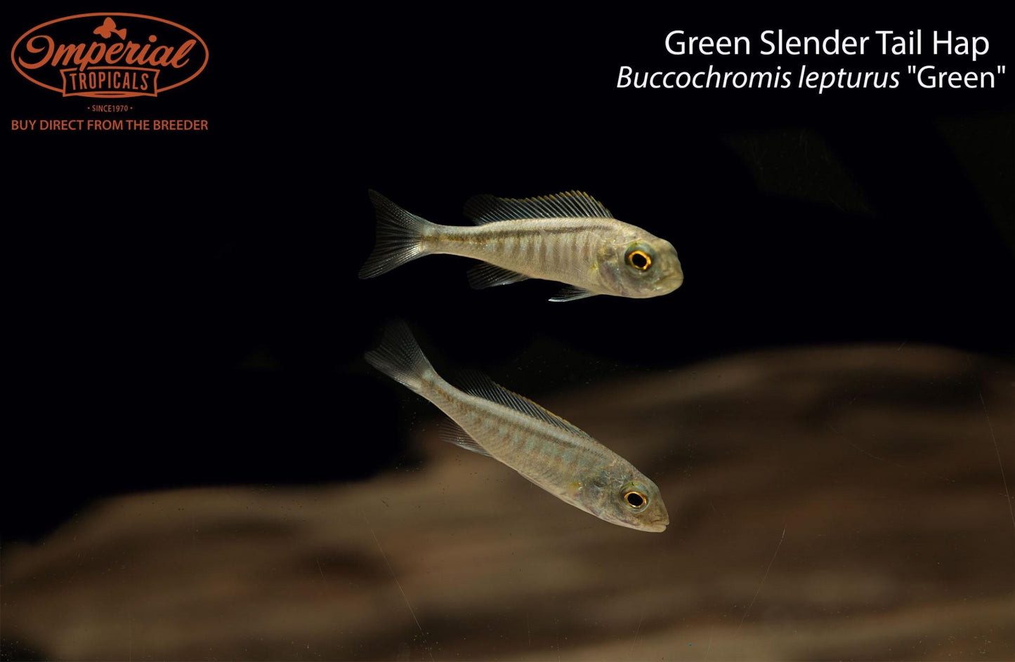 Green Slender Tail Hap (Buccochromis lepturus "Green")