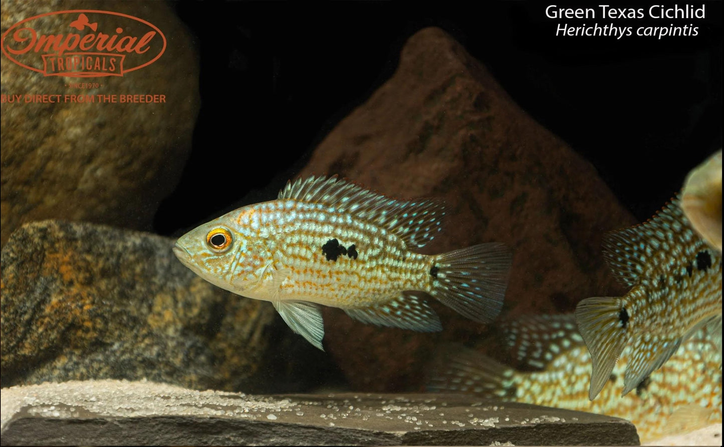 Green Texas Cichlid