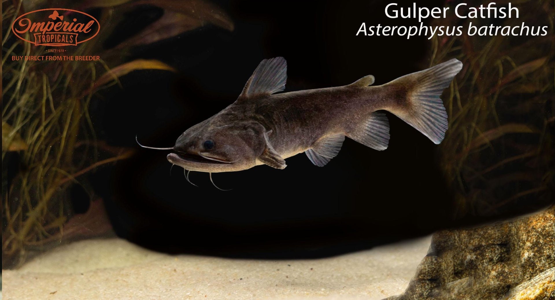 Gulper Catfish
