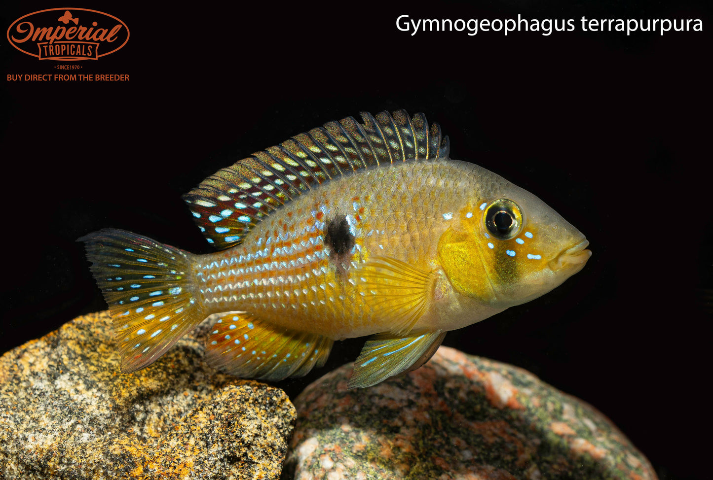 Gymnogeophagus terrapurpura