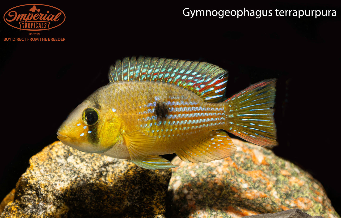 Gymnogeophagus terrapurpura