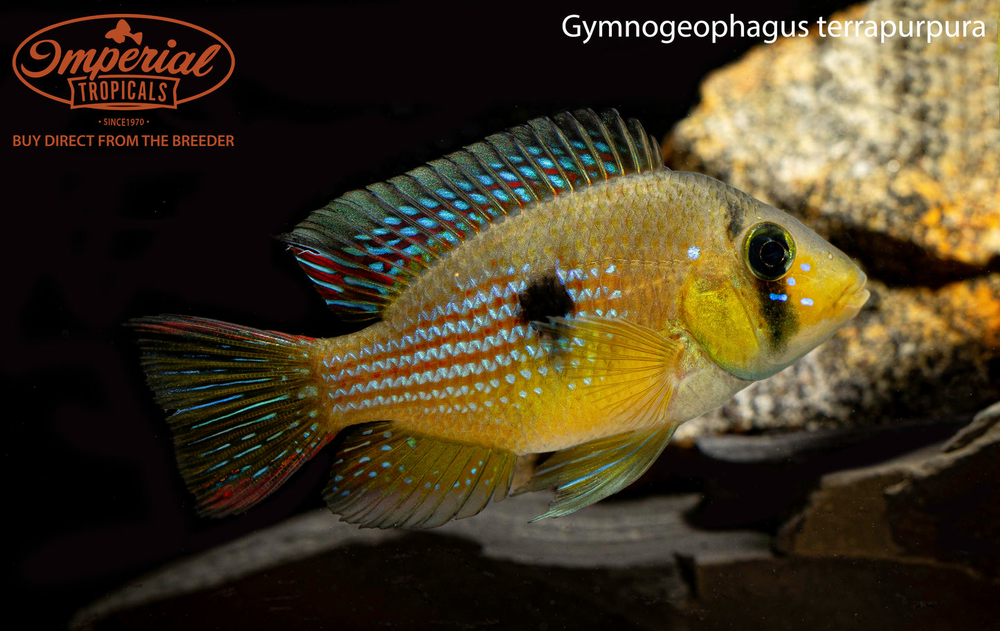 Gymnogeophagus terrapurpura