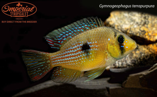 Gymnogeophagus terrapurpura