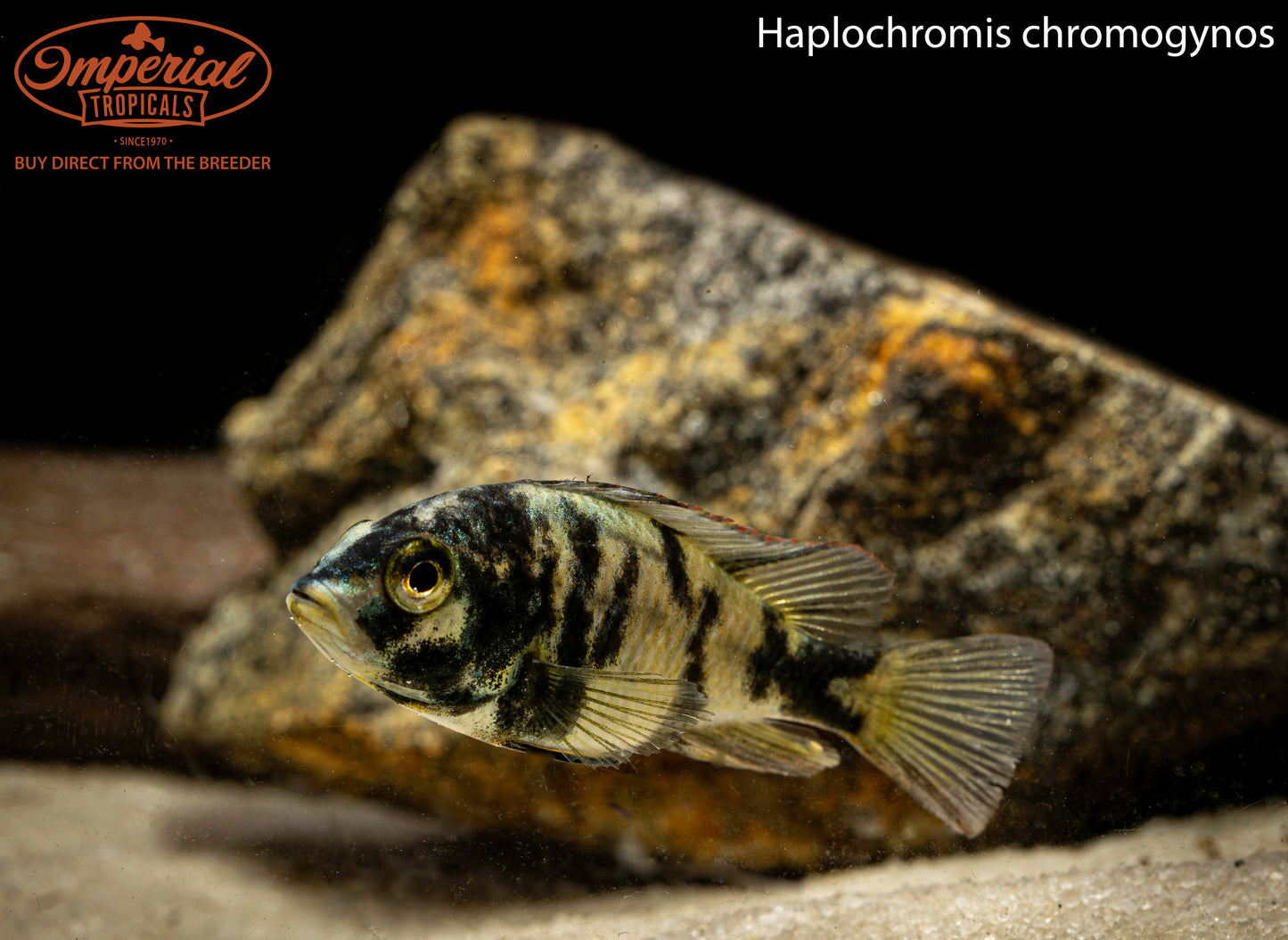 Haplochromis chromogynos