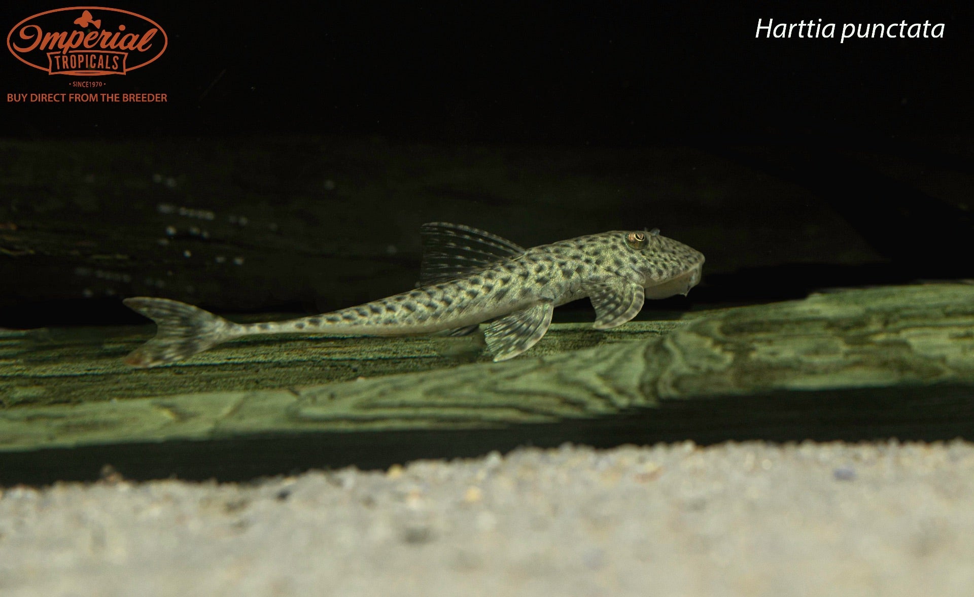 Harttia punctata