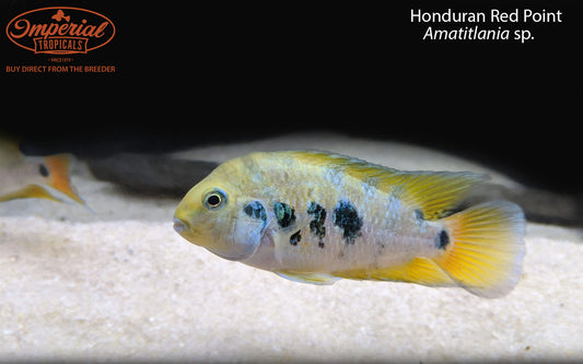 Honduran Red Point