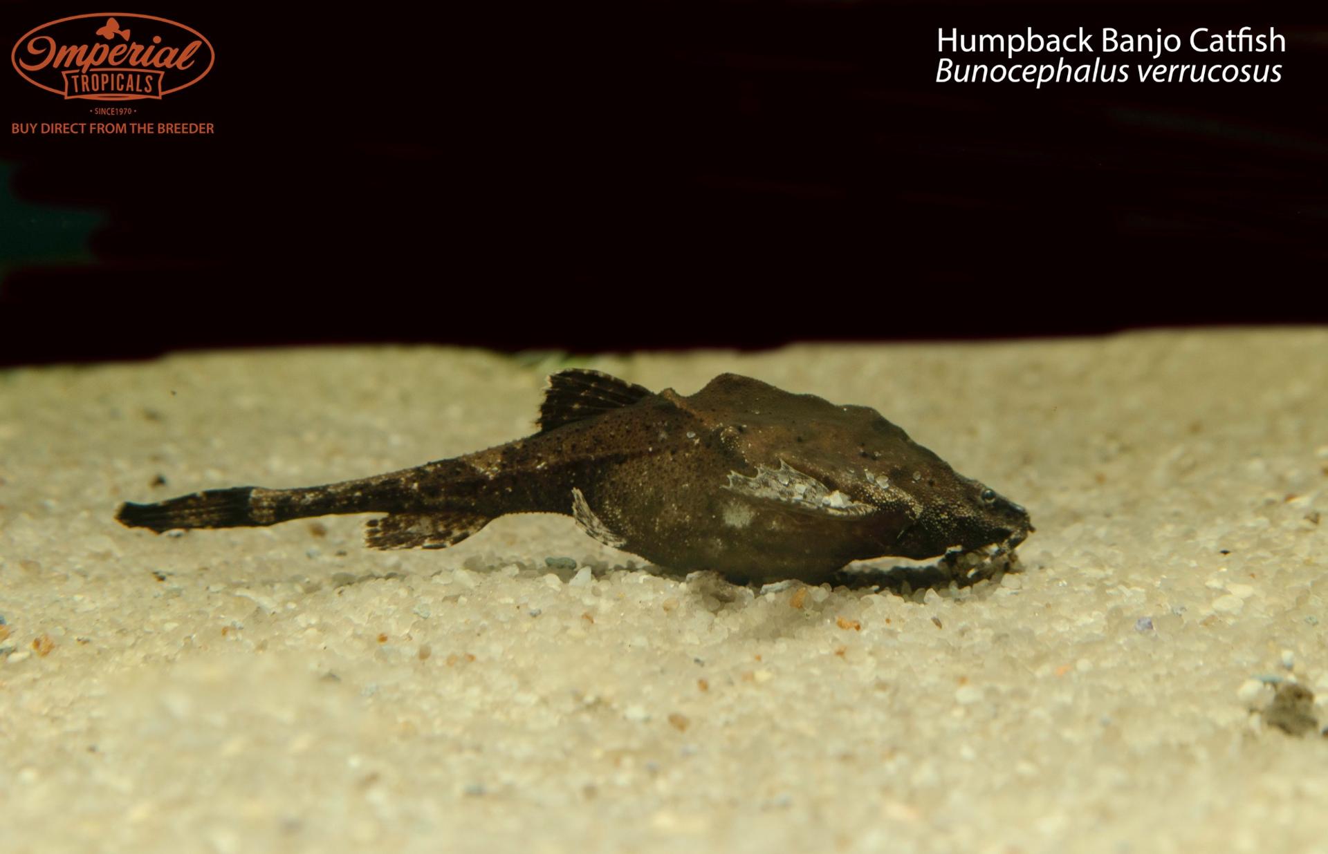 Humpback Banjo Catfish " Unsexed
