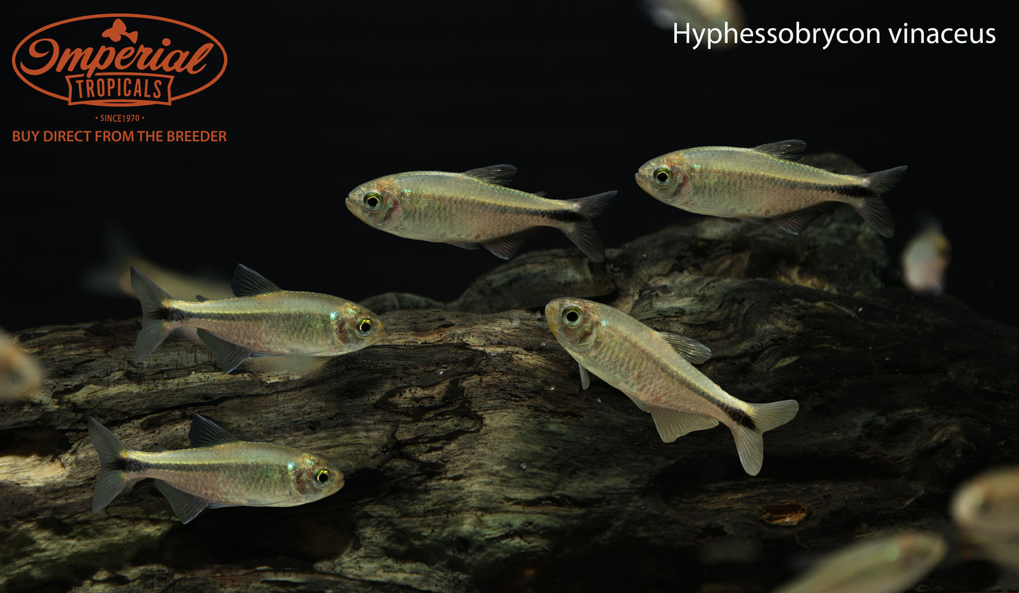 Hyphessobrycon vinaceus