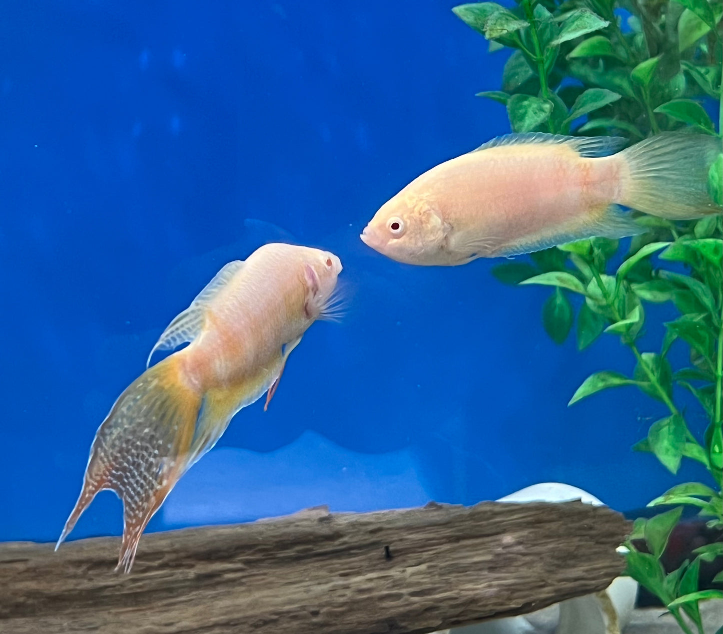 Albino Paradise Gourami