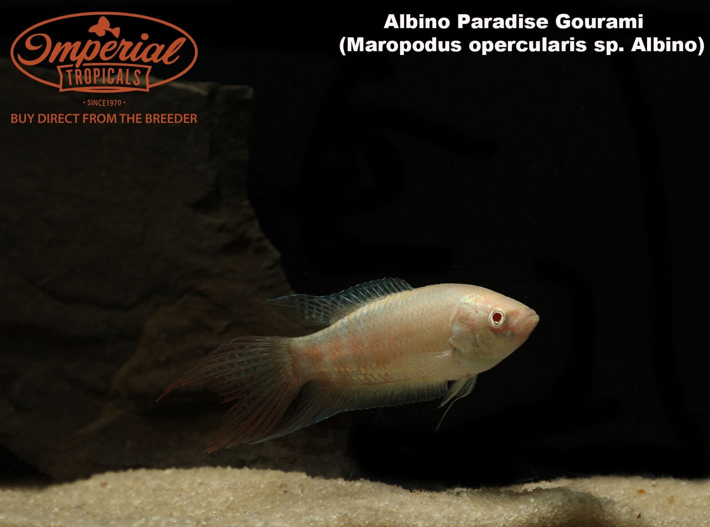 Albino Paradise Gourami