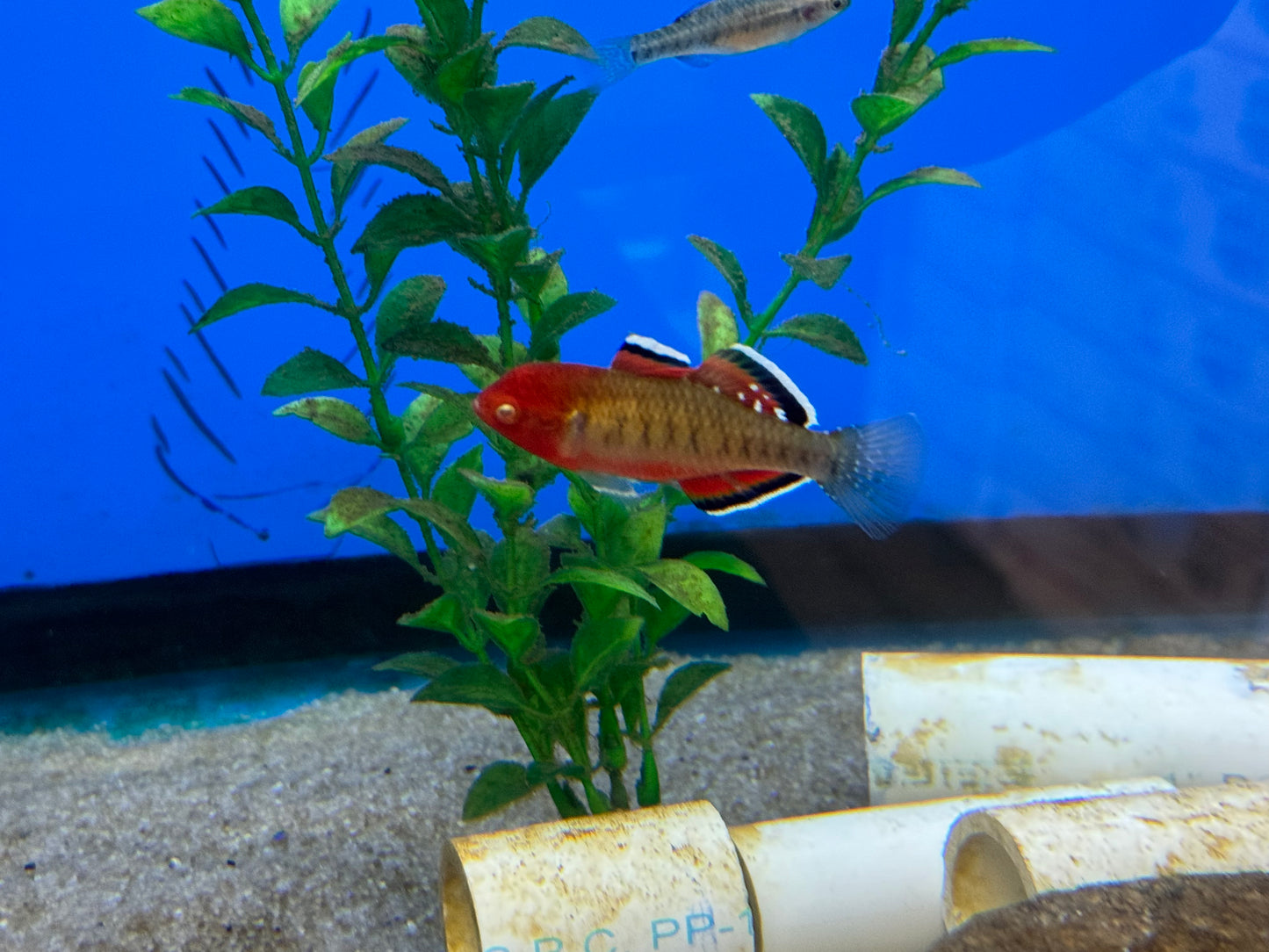 Empire Gudgeon (Hypseleotris compressa)