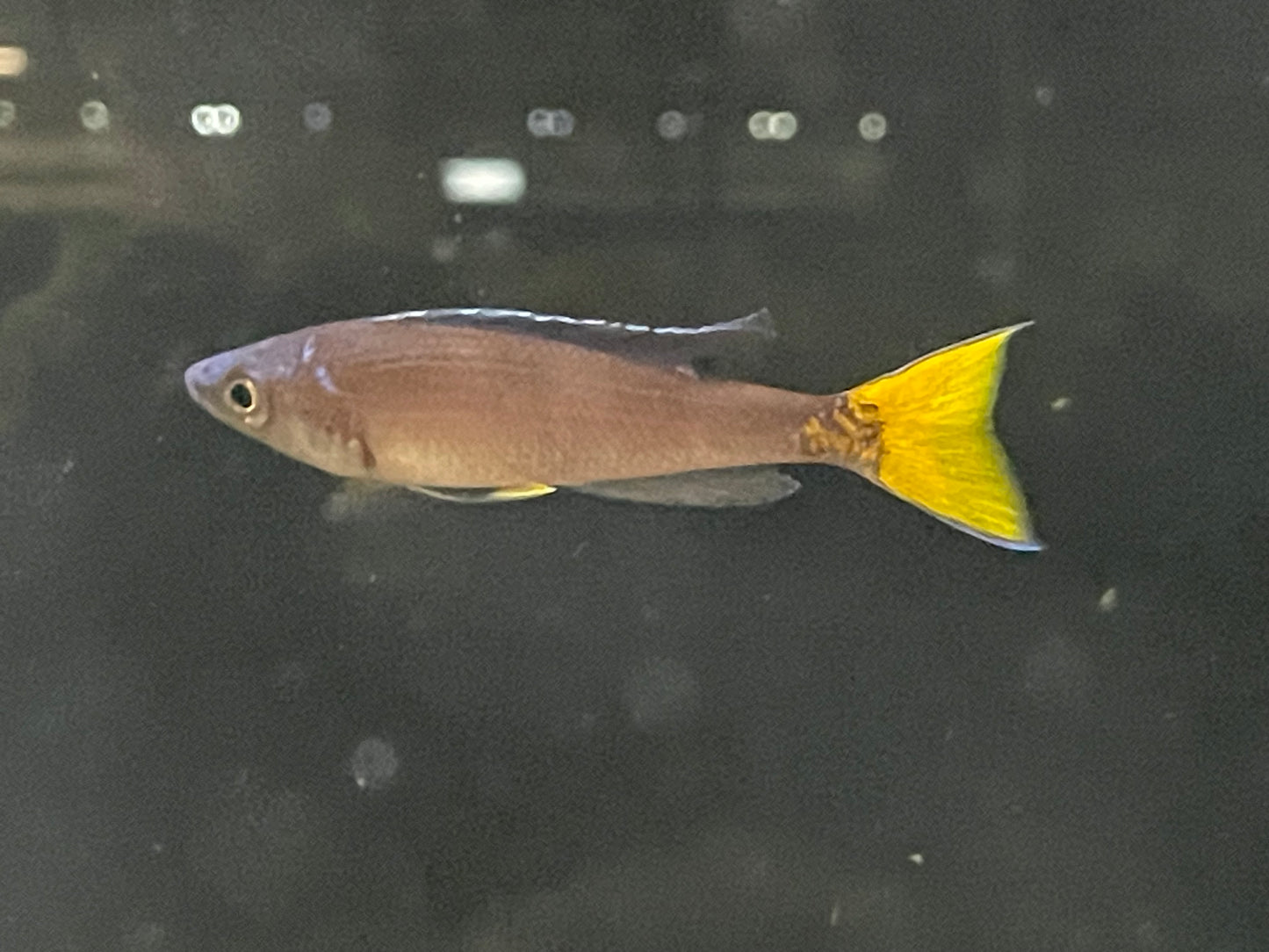 Cyprichromis leptosoma "Chituta"