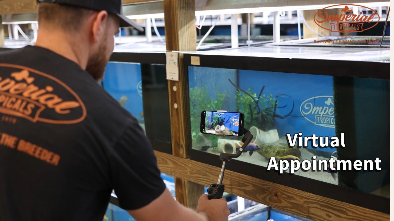 Schedule Virtual Appointment