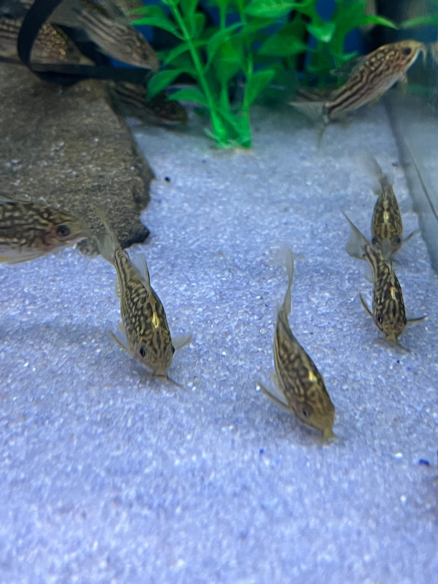 San Juan Gastrodermus