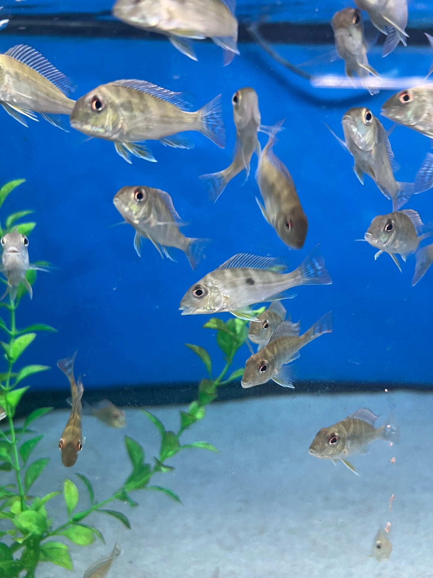 Red Striped Eartheater