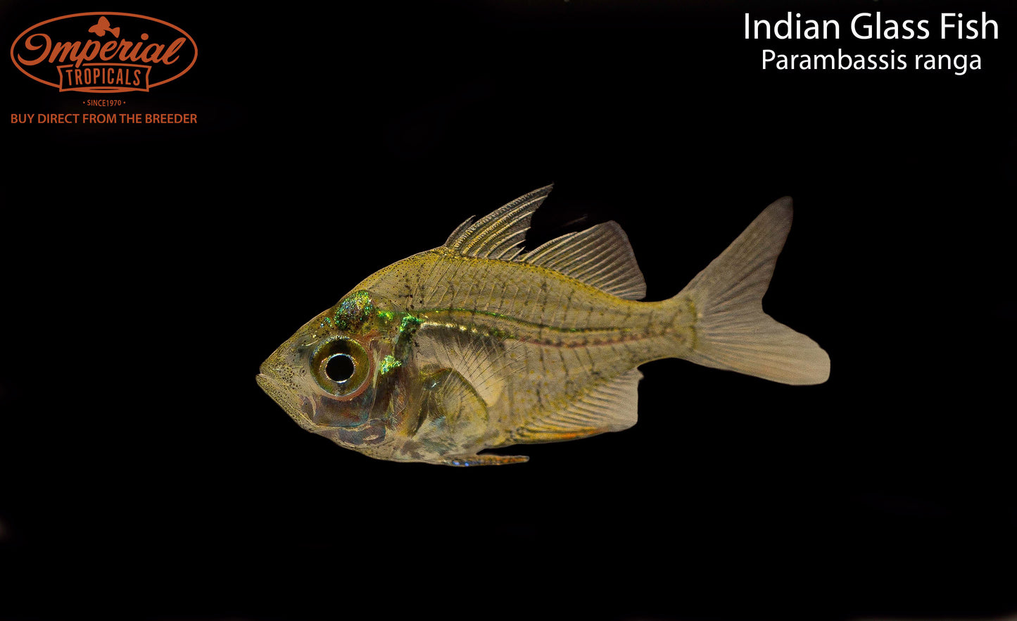 Indian Glass Fish