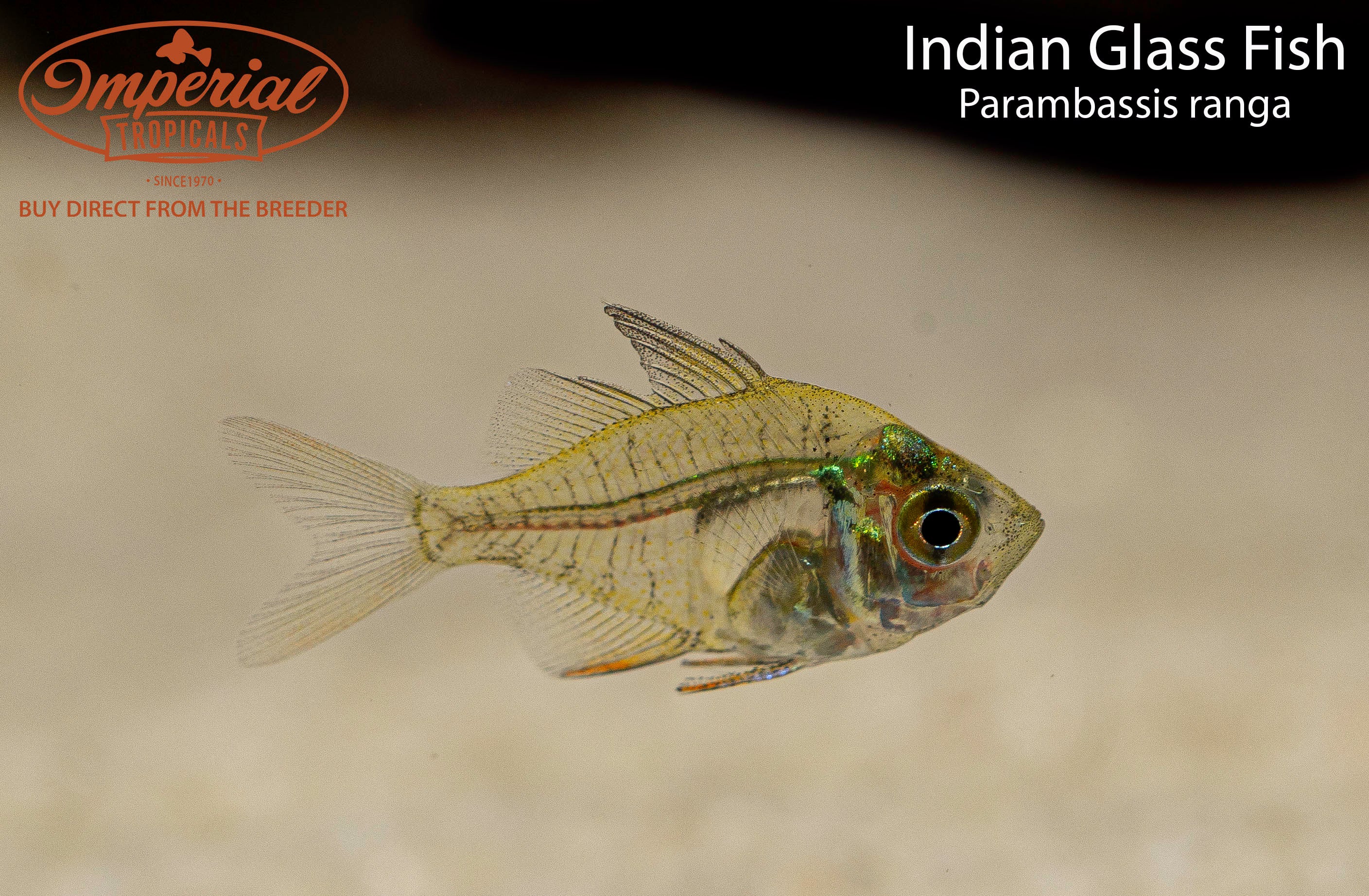Indian Glass Fish Imperial Tropicals