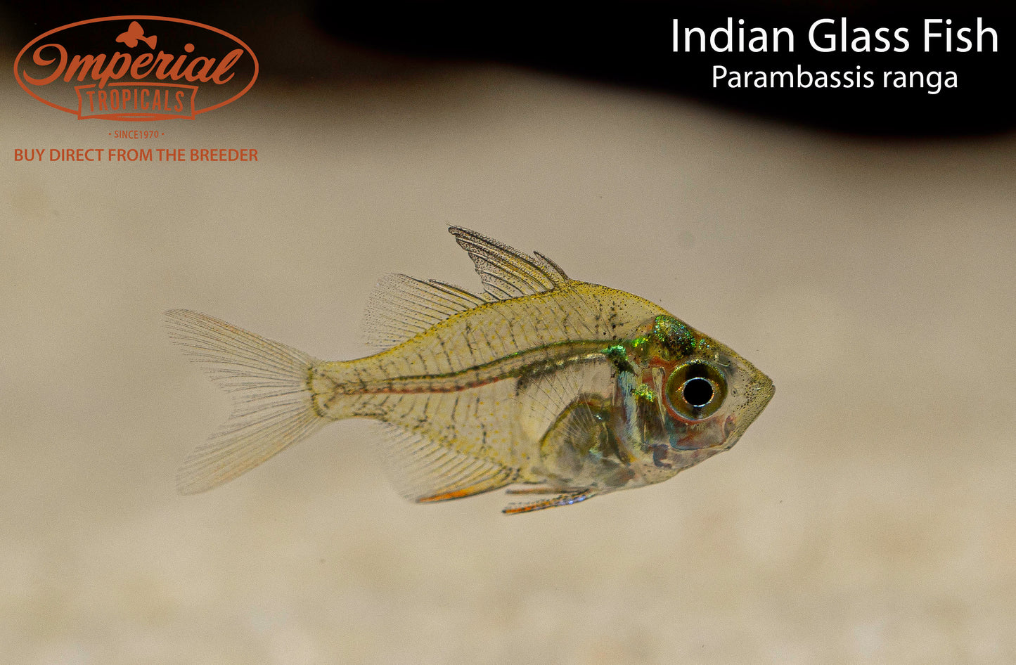 Indian Glass Fish