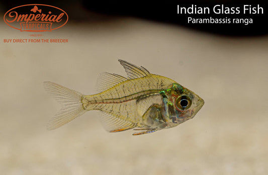 Indian Glass Fish