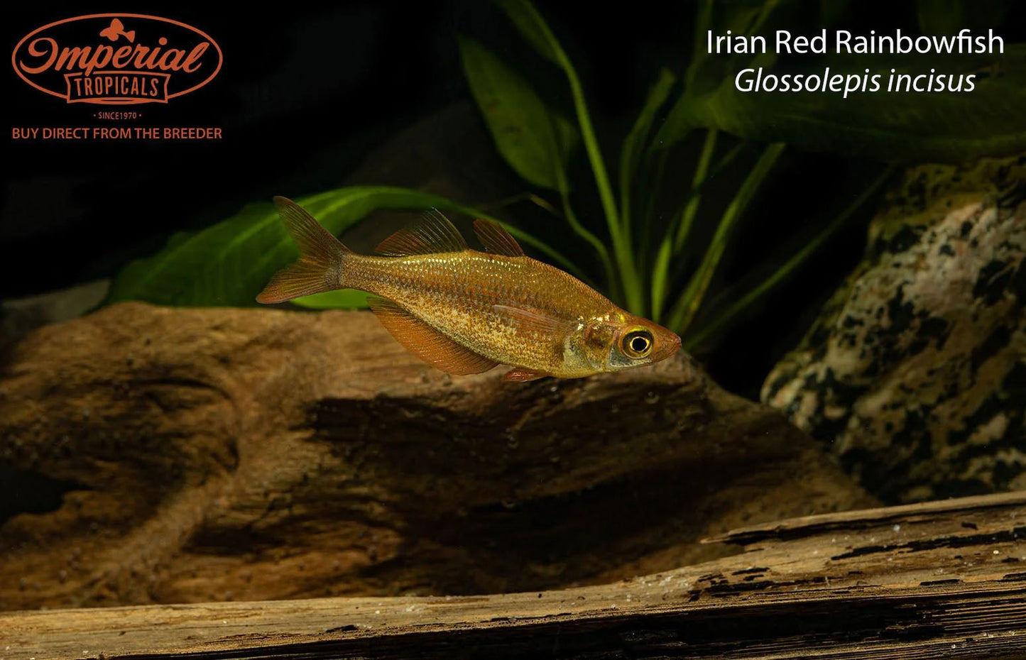 Irian Red Rainbowfish