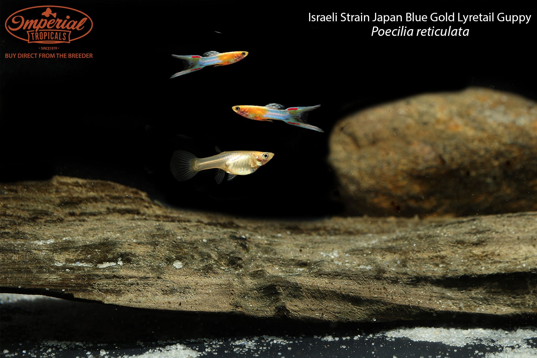 Israeli Strain Japan Blue Gold Lyretail Guppy - 0.5-1" Pair (1 Male, 1 Female)