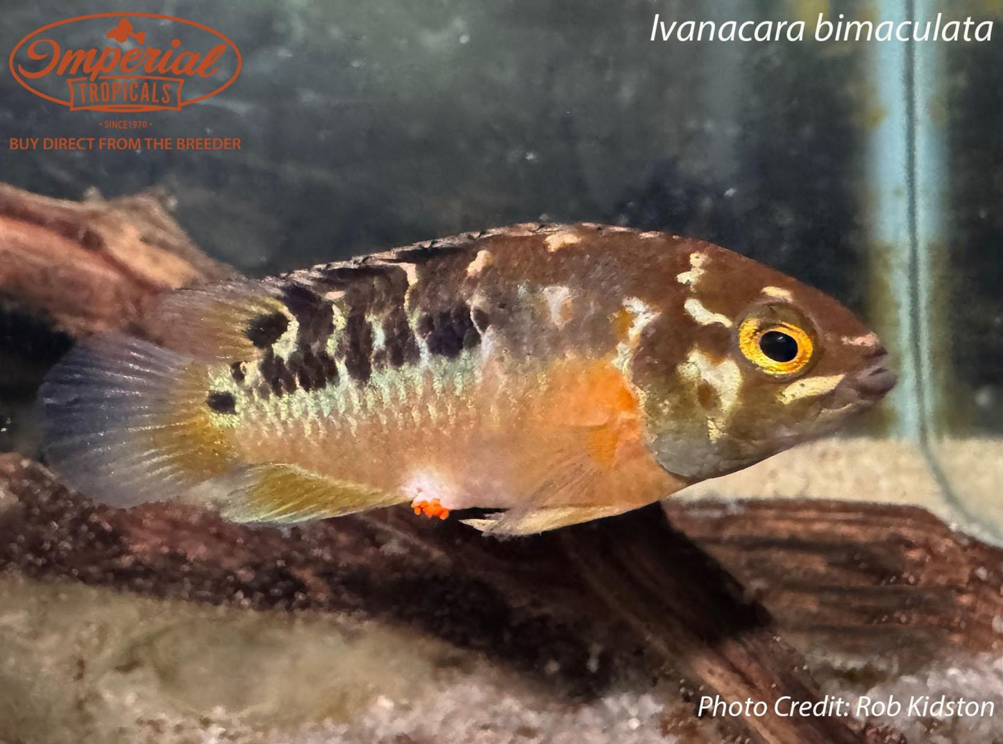 Ivanacara bimaculata