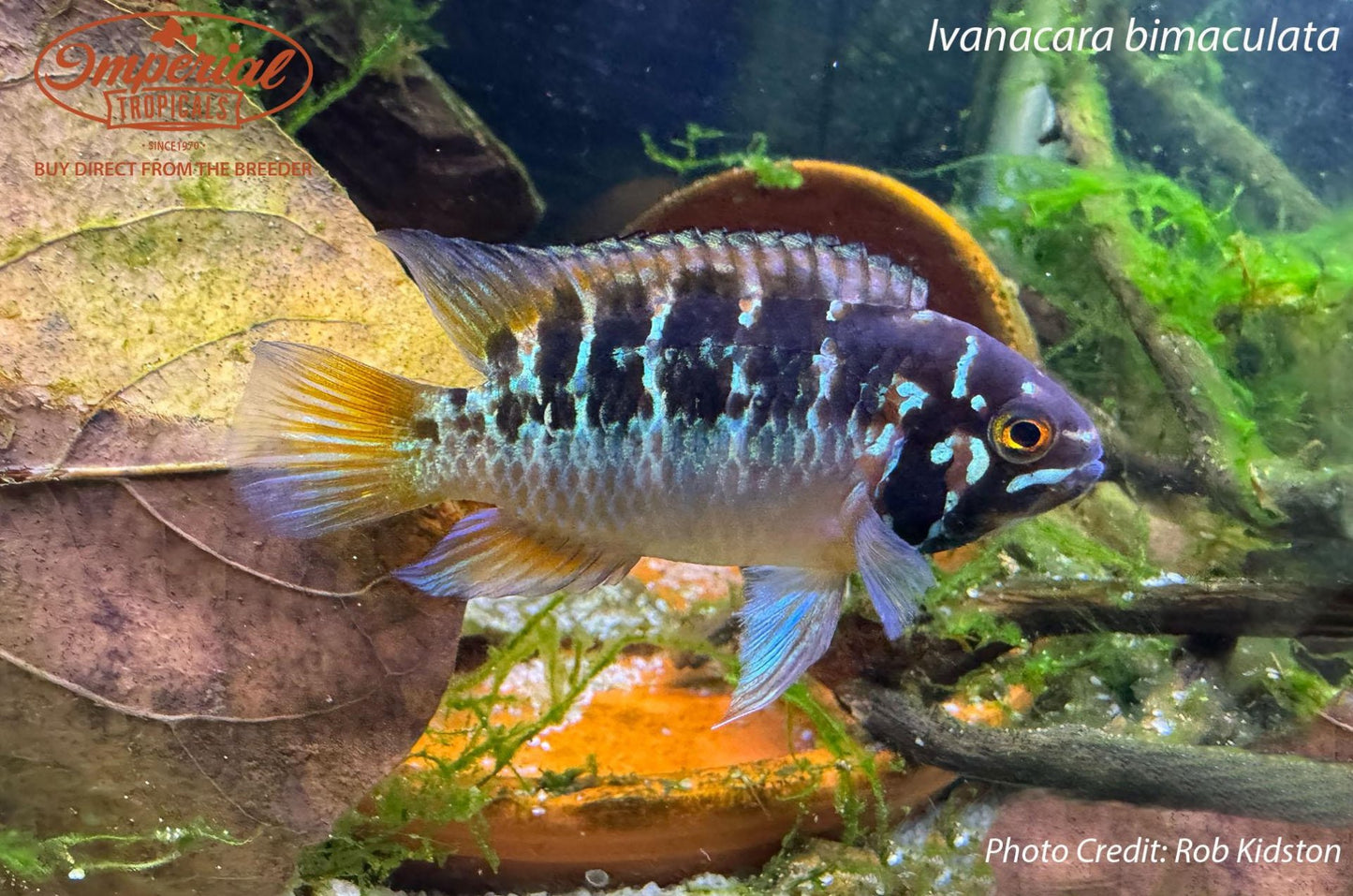 Ivanacara bimaculata