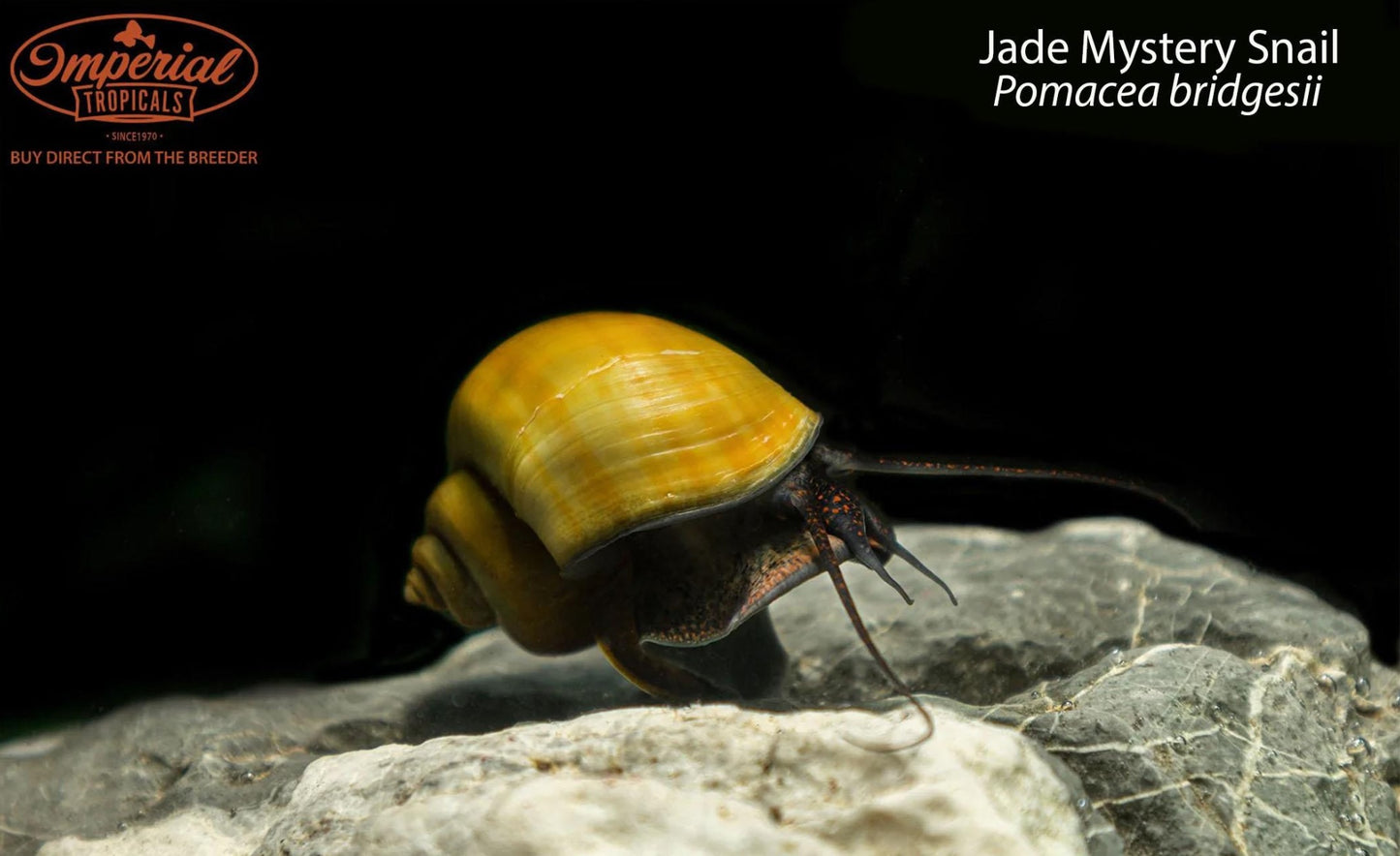 BOGO Jade Mystery Snail