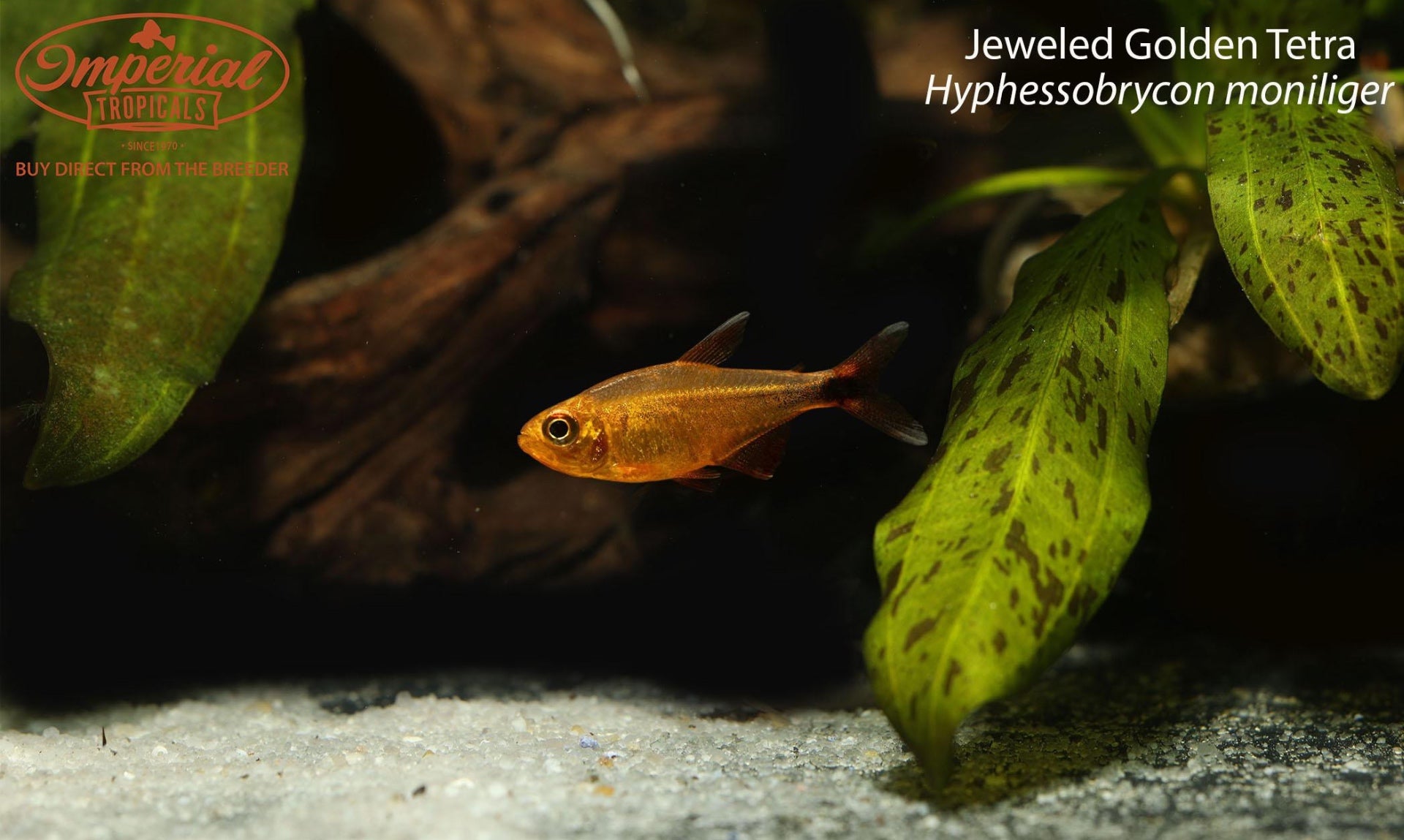 Jeweled Golden Tetra