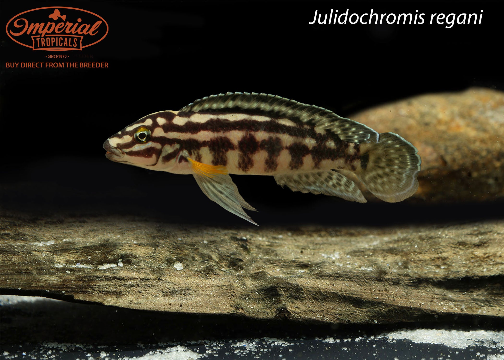 Julidochromis regani - 1-2" Unsexed