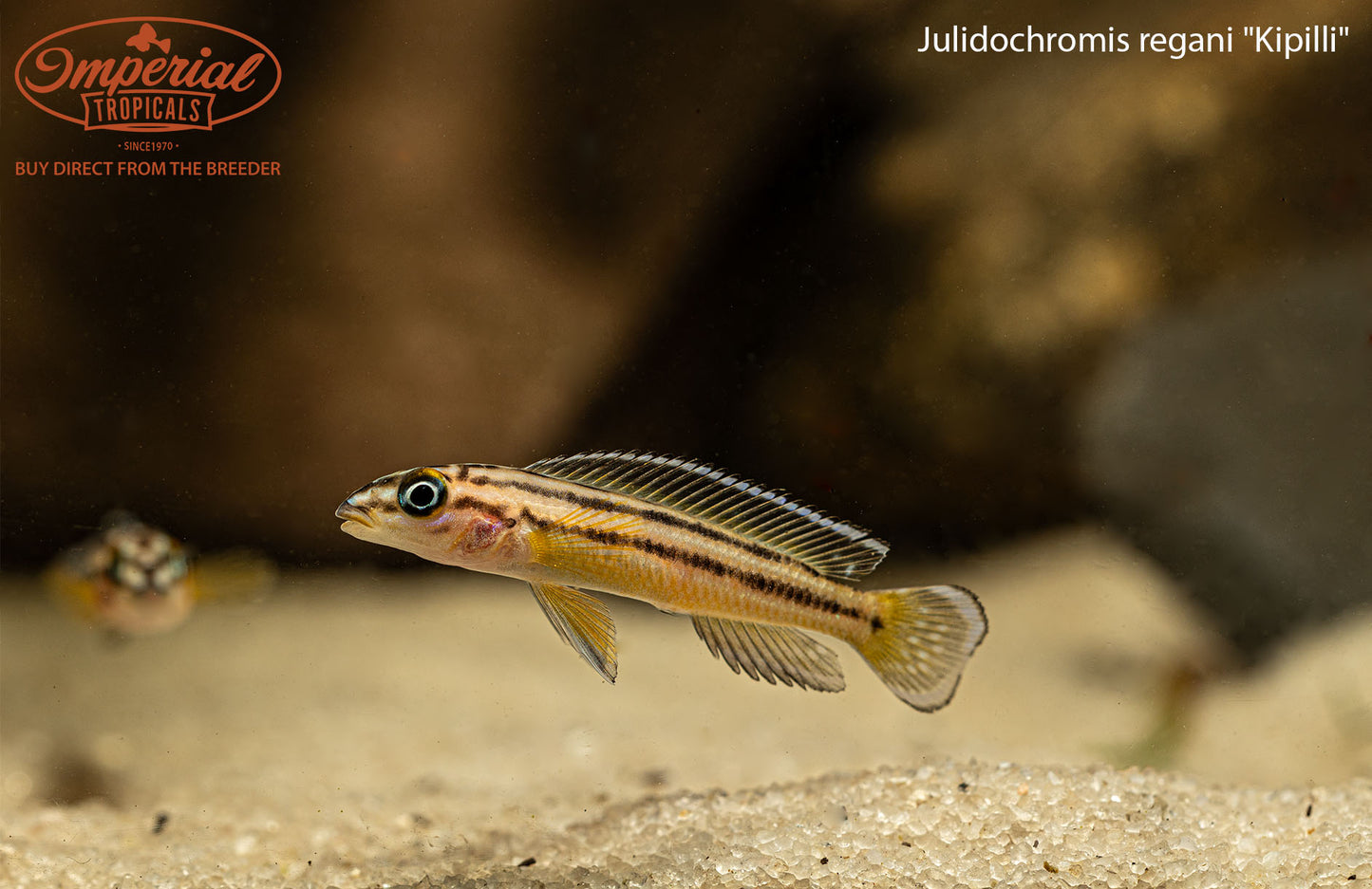 Julidochromis regani "Kipilli"