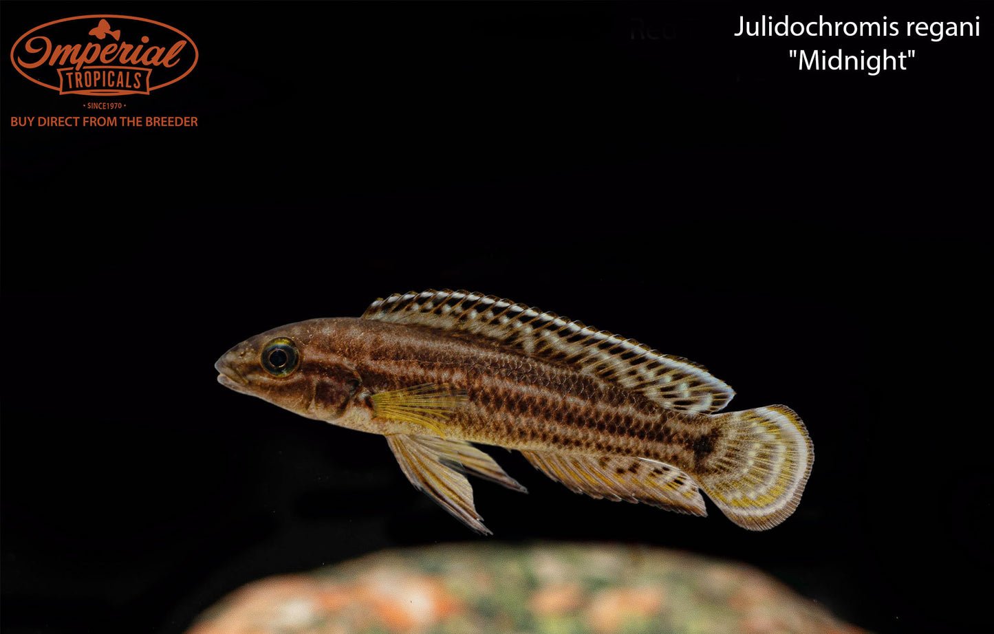 Julidochromis regani "Midnight"