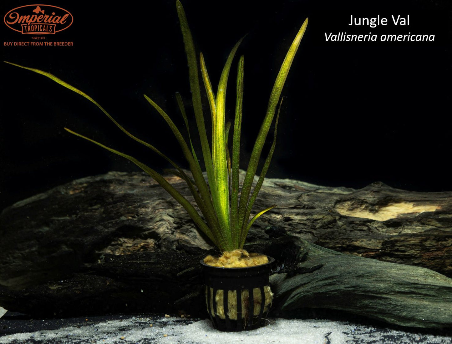 BOGO Jungle Val
