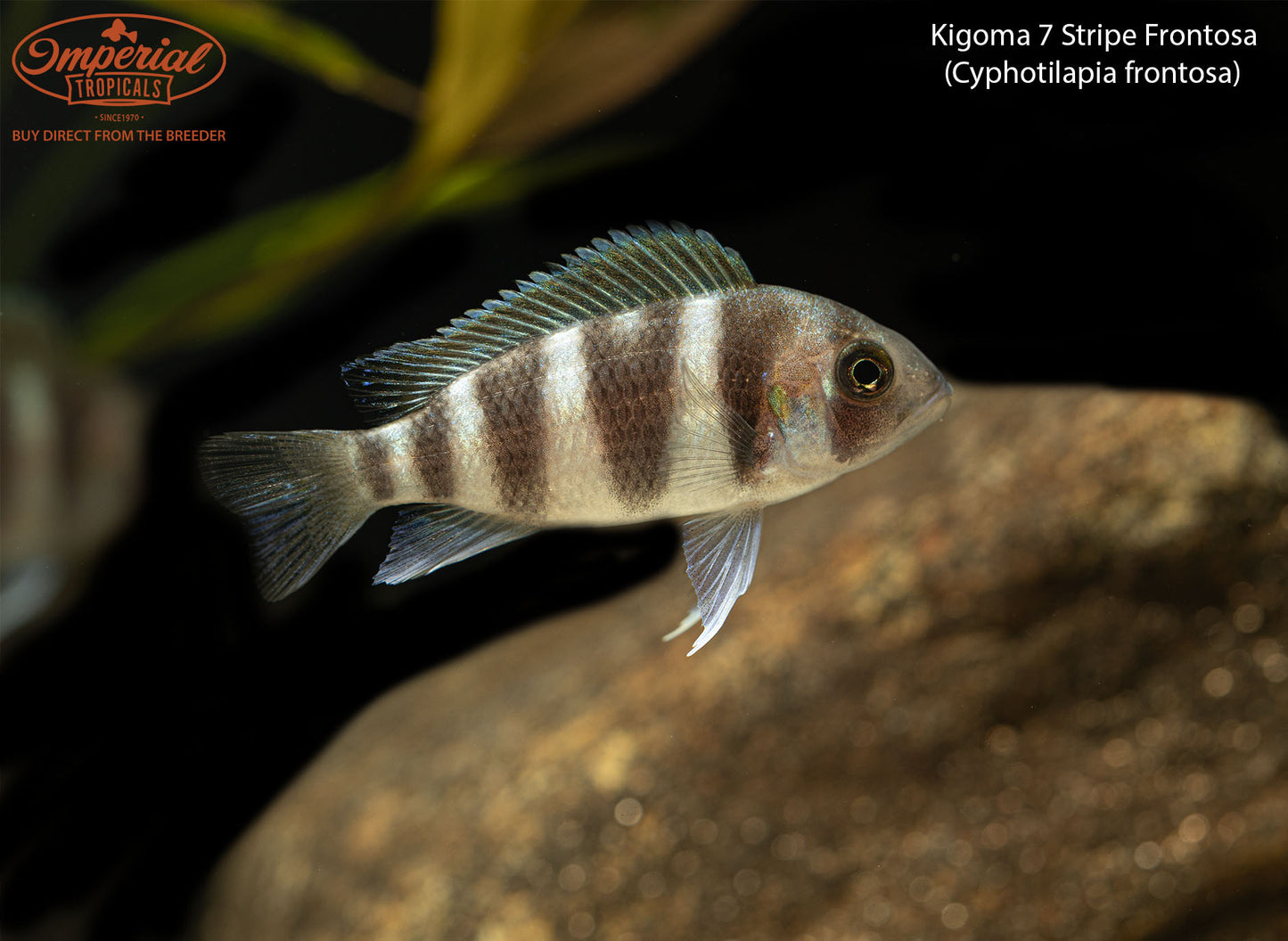 Kigoma 7 Stripe Frontosa