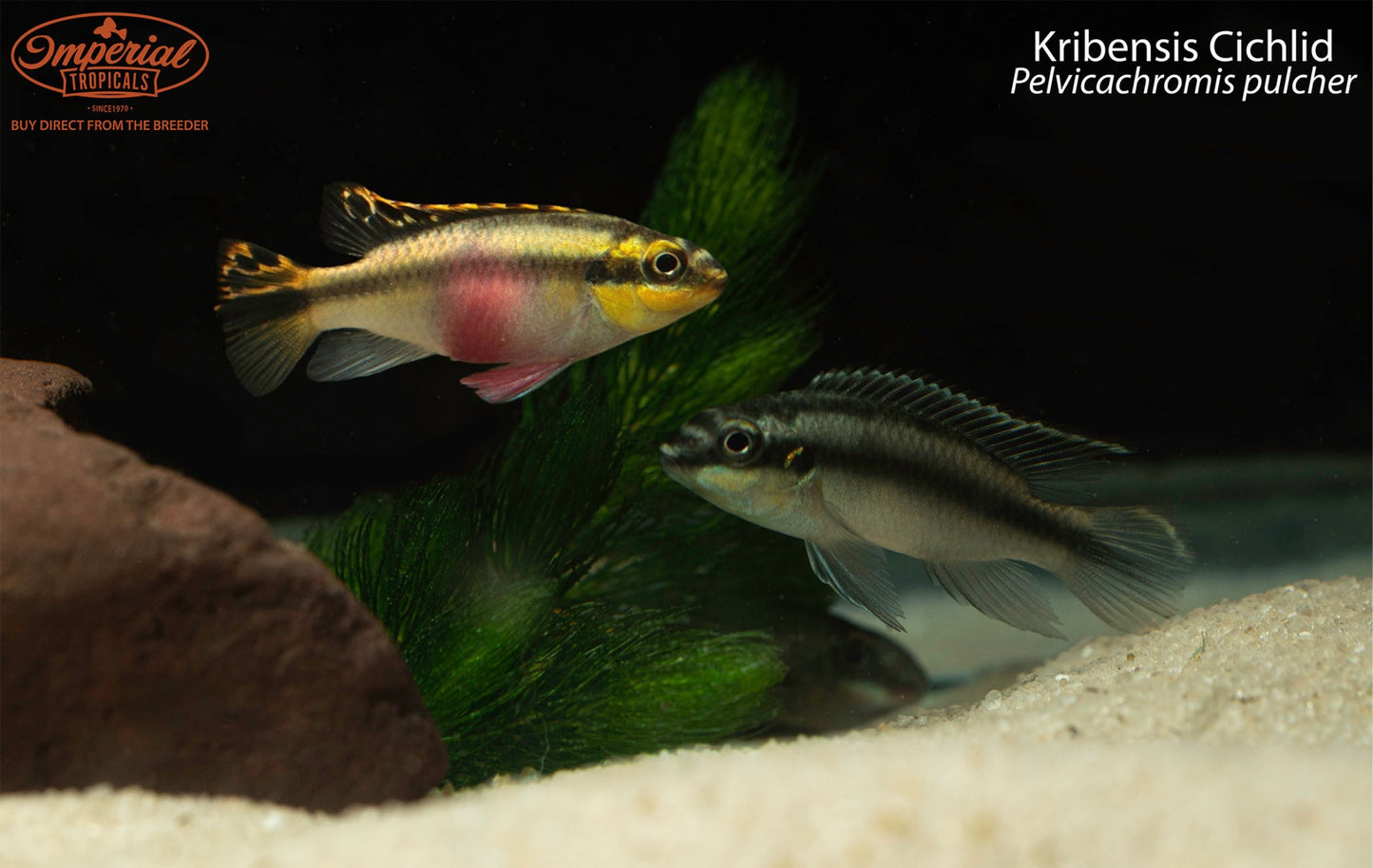 Kribensis Cichlid