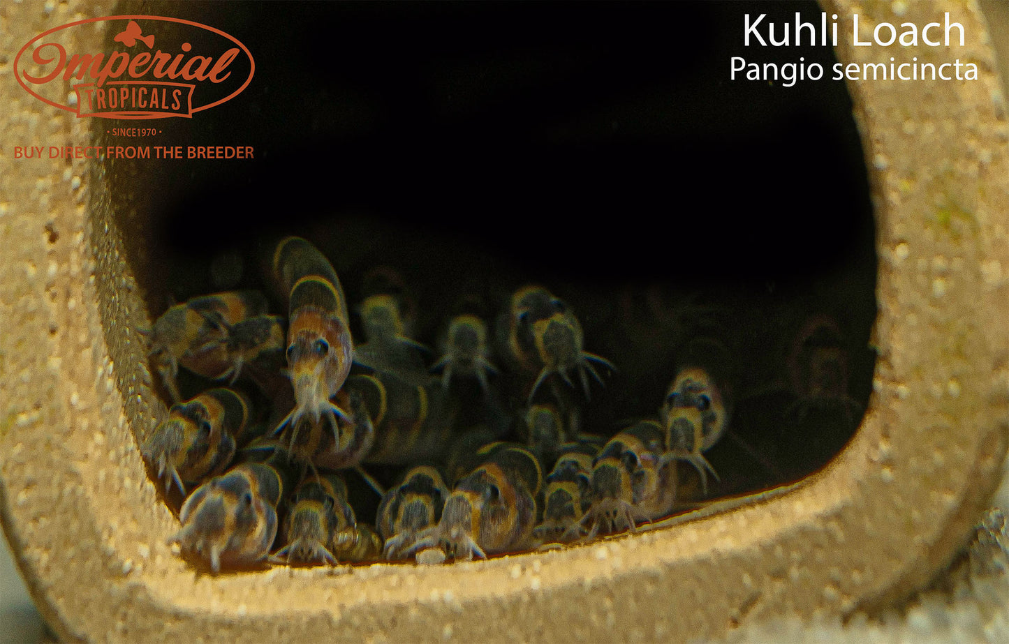 Kuhli Loach