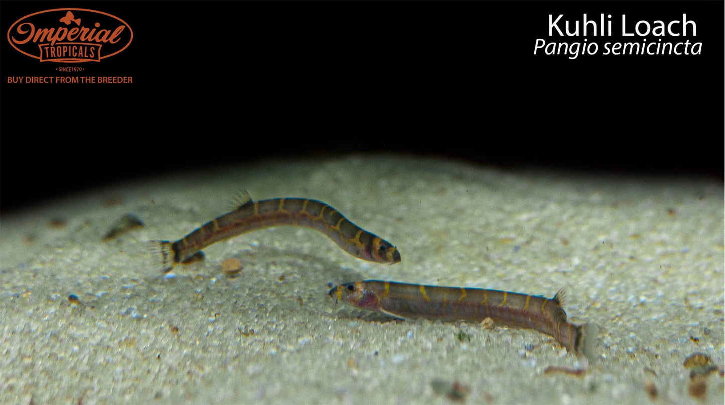 Kuhli Loach