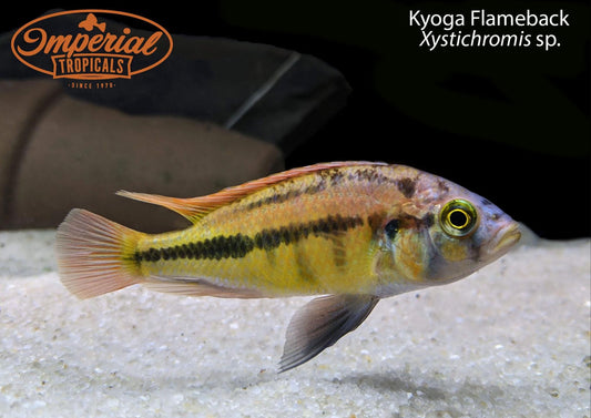 Kyoga Flameback