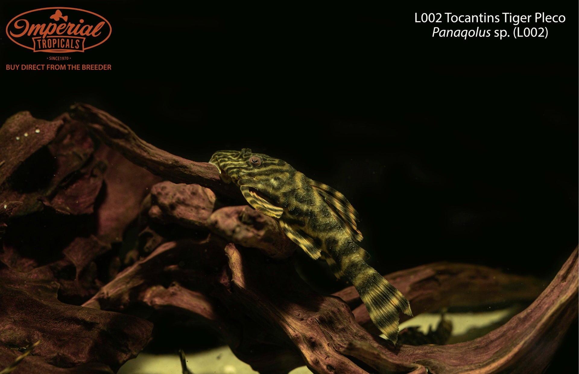 L002 Tocantins Tiger Pleco
