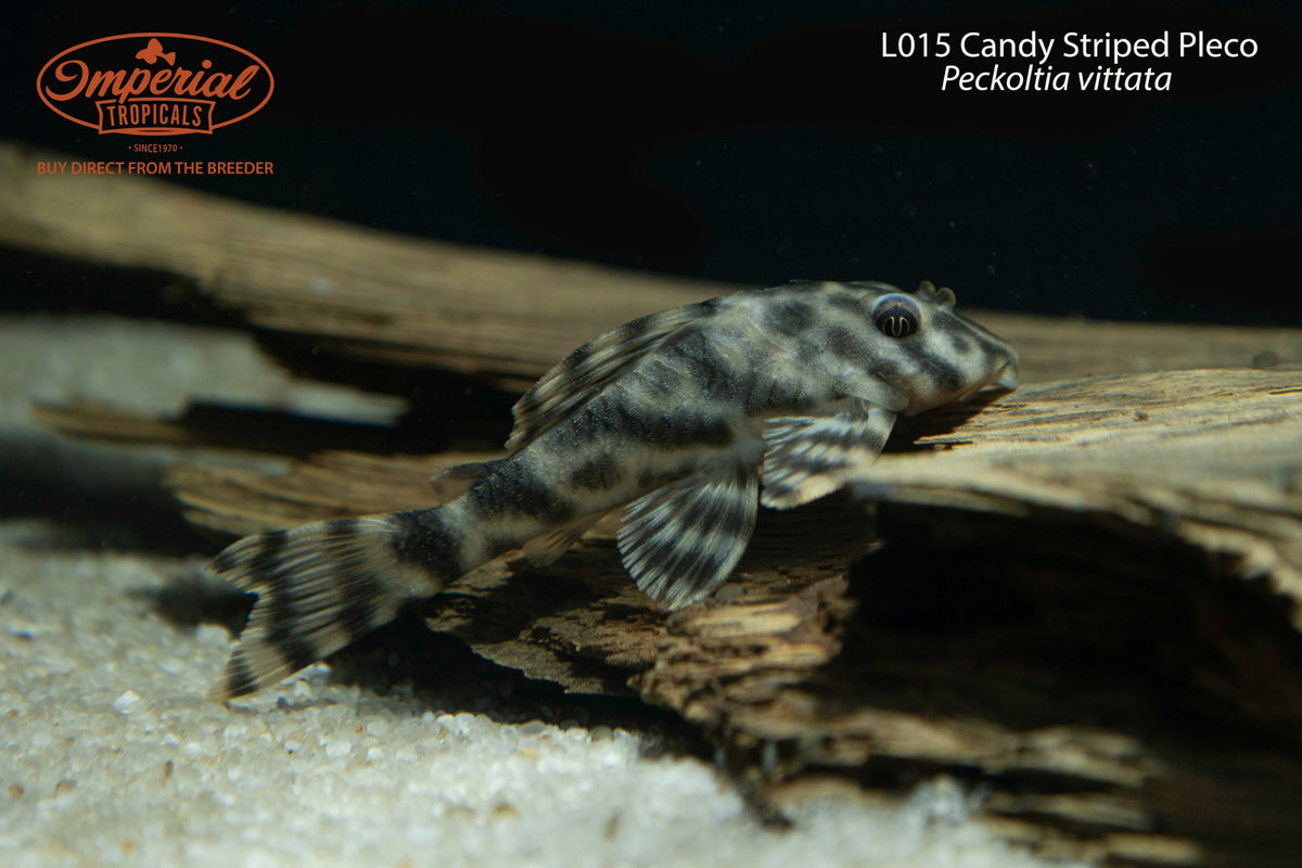 L015 Candy Striped Pleco (Peckoltia vittata)