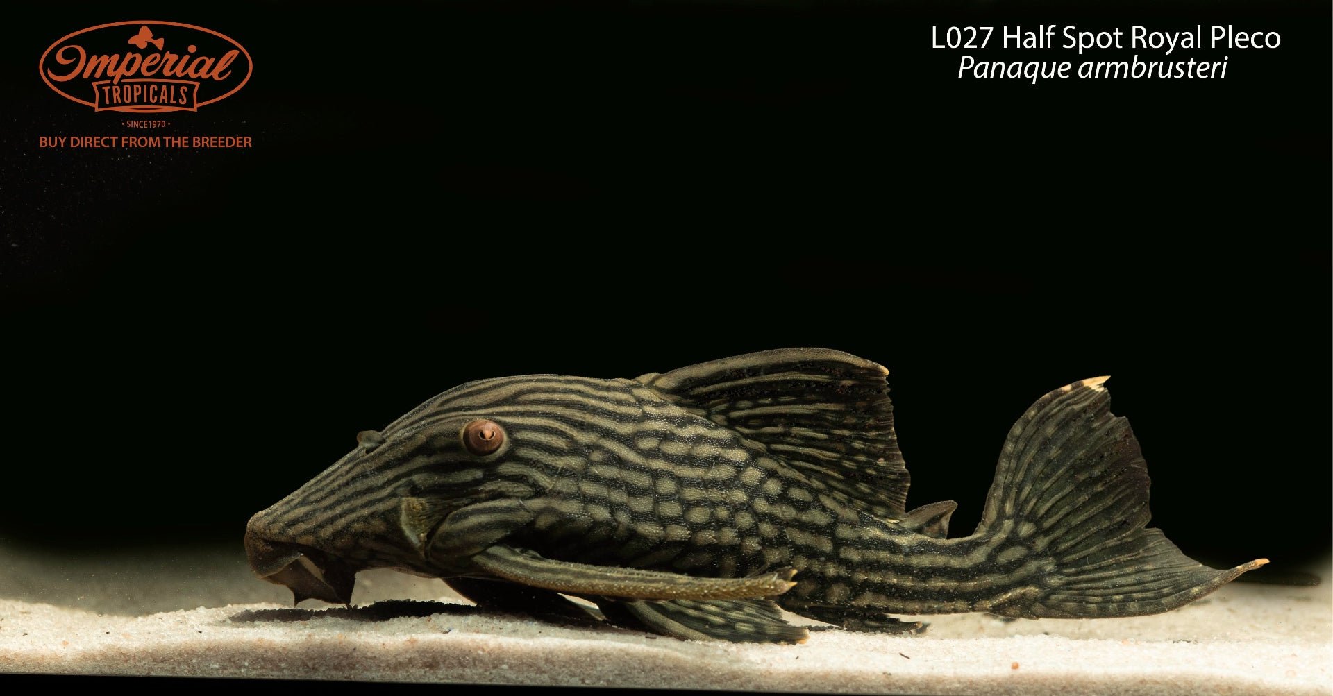 L027 Half Spot Royal Pleco
