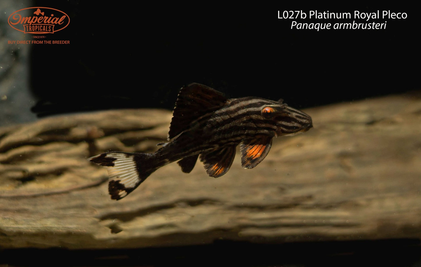 L027b Platinum Royal Pleco (Panaque armbrusteri)