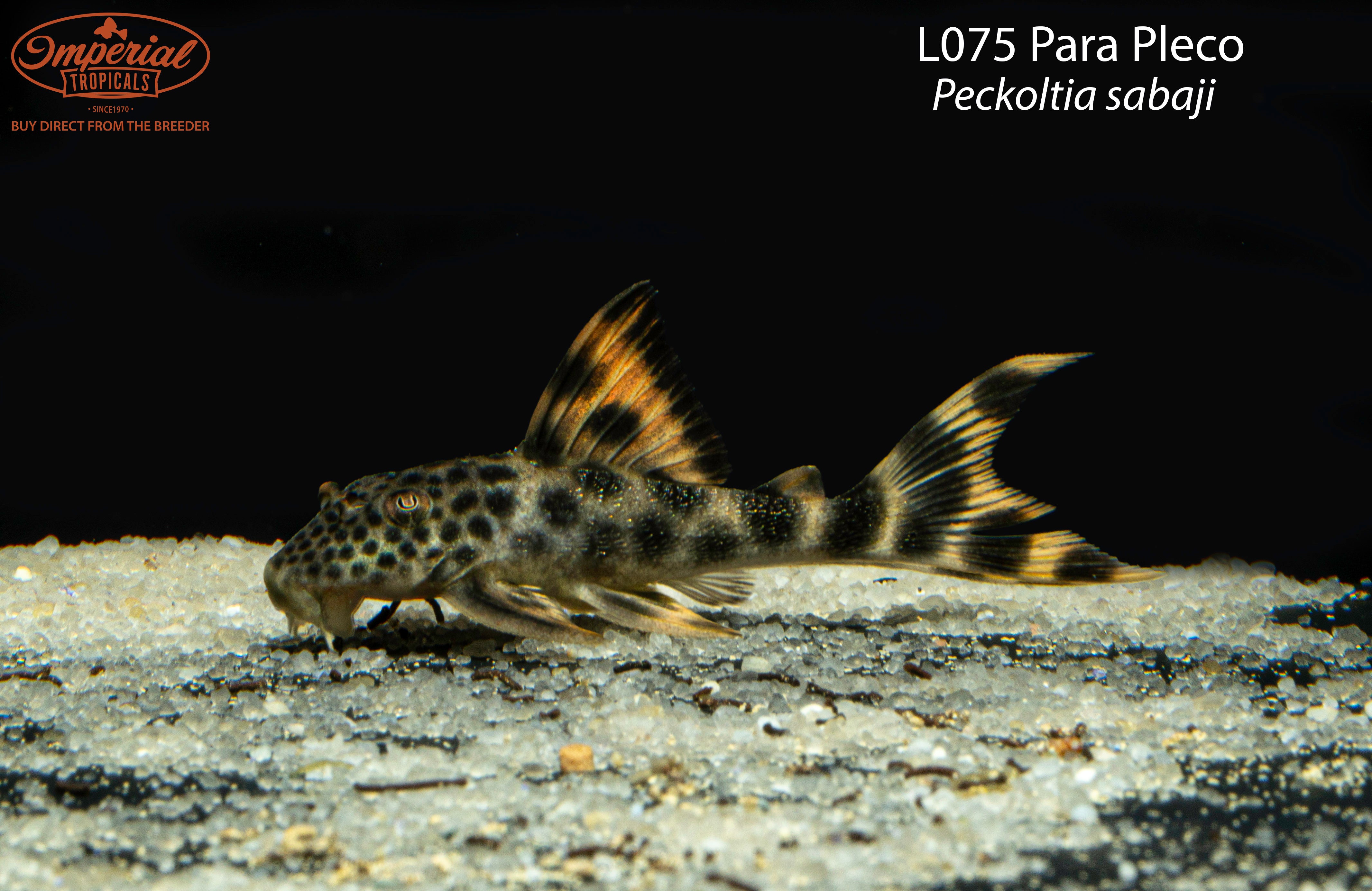 L075 Para Pleco Peckoltia Sabaji Shop Imperial Tropicals l075-para-pleco-peckoltia-sabaji-shop-imperial-tropicals