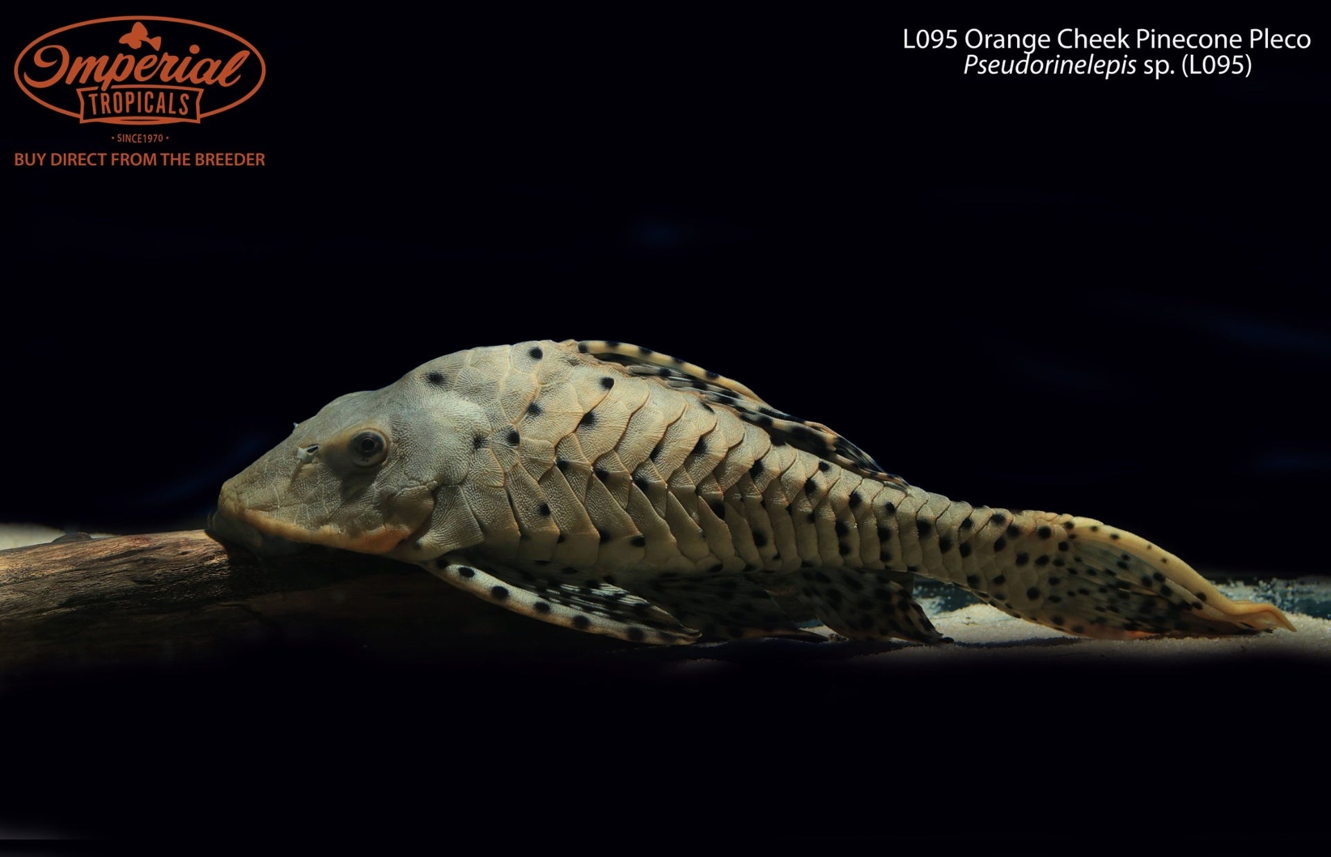 L095 Orange Cheek Pinecone Pleco (Pseudorinelepis sp. (L095))