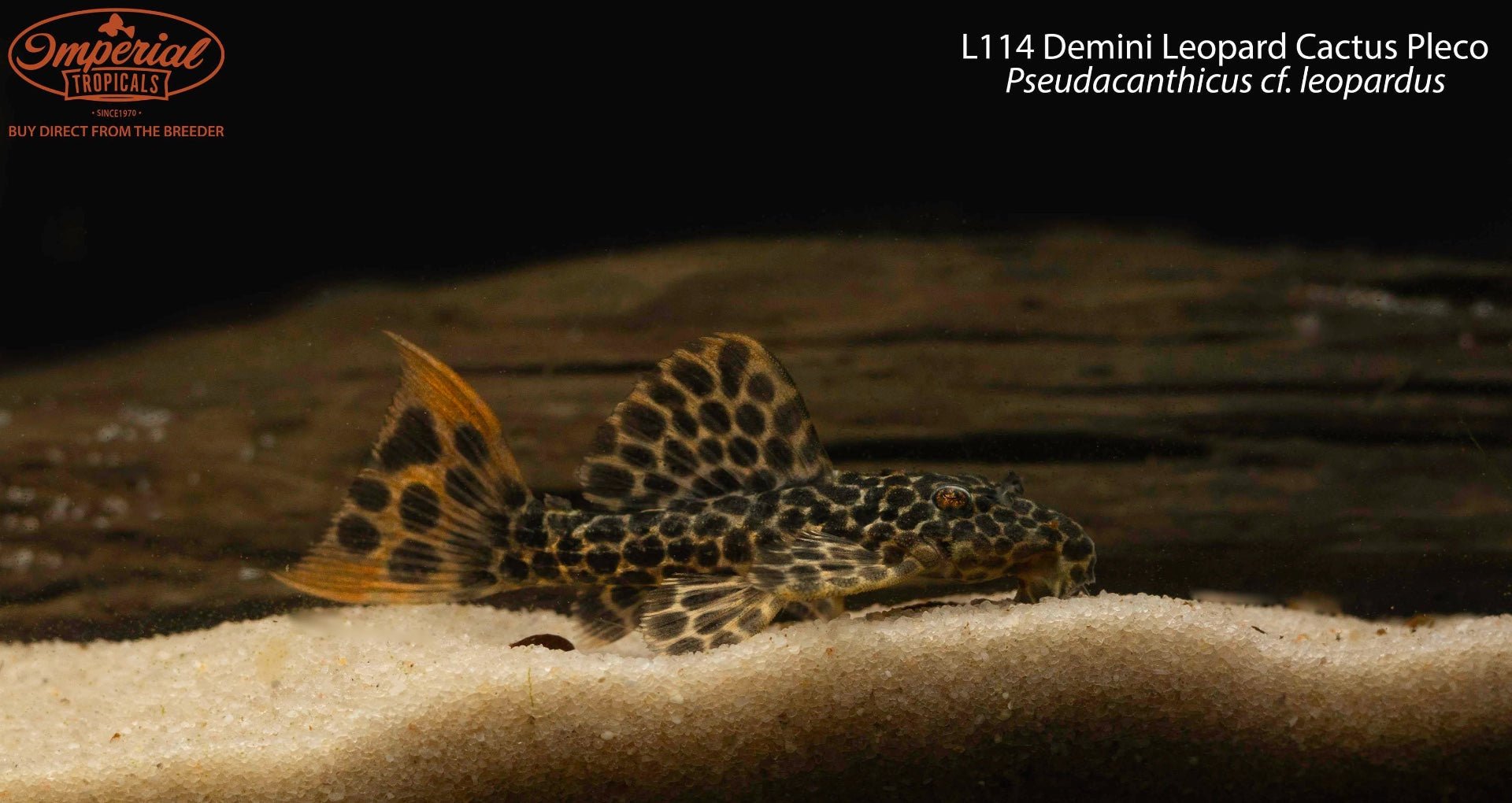 L114 Demini Leopard Cactus Pleco