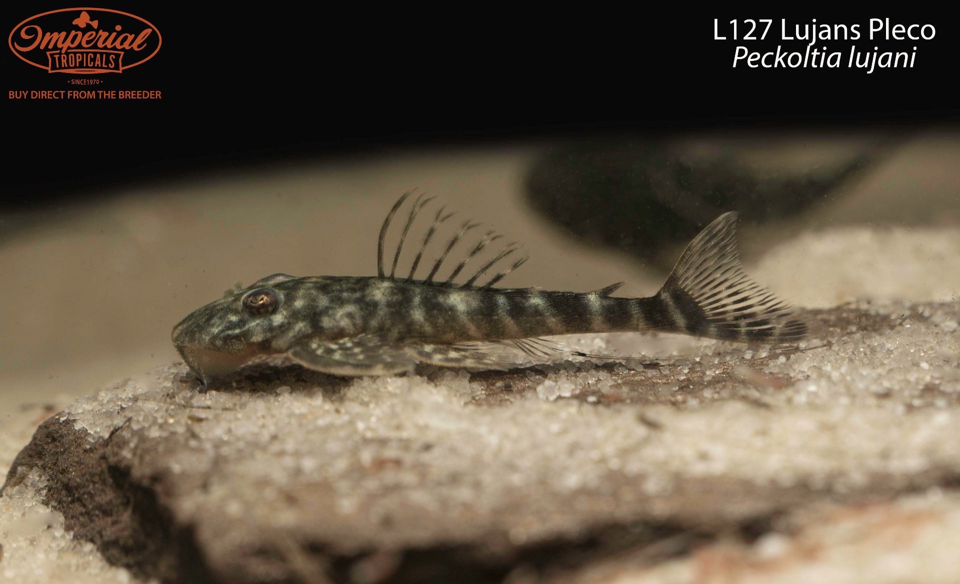 L127 Lujans Pleco